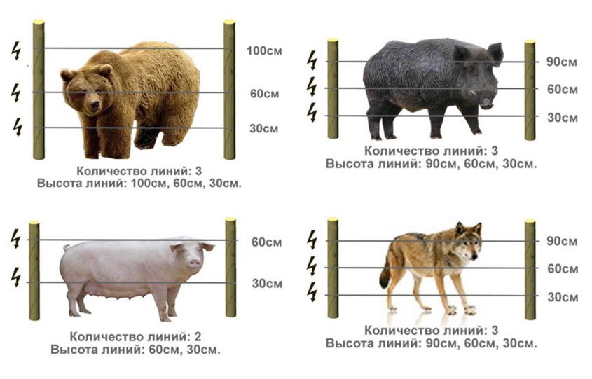 Схема электропастуха для выпаса и защиты домашнего скота от диких животных